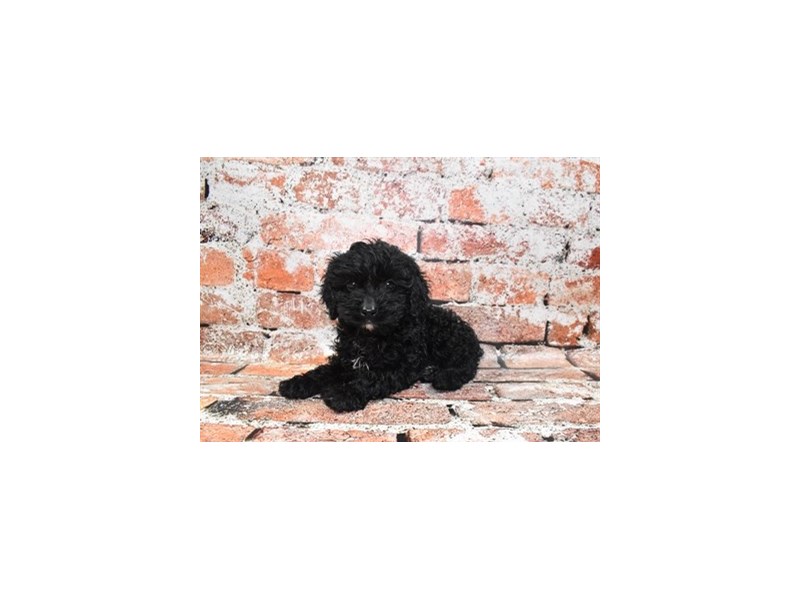 Cockapoo-Male-Black-4100183-Petland Dunwoody Puppies For Sale