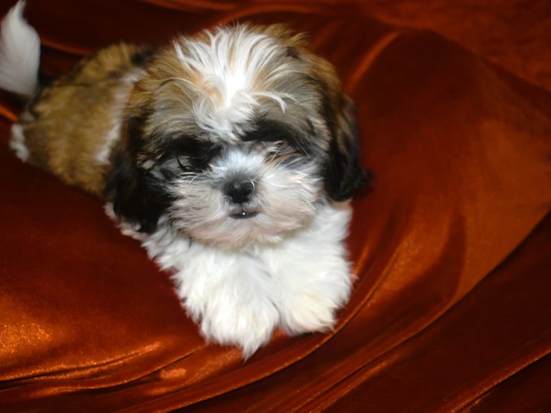 Shih Tzu-Male--4010626-Petland Dunwoody Puppies For Sale