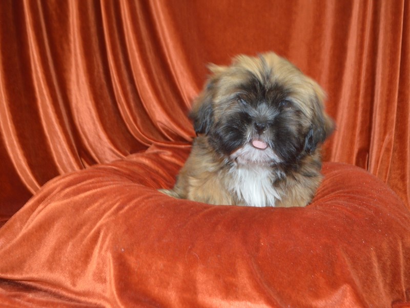Lhasa Apso-Male-Red Gold-4040266-Petland Dunwoody Puppies For Sale