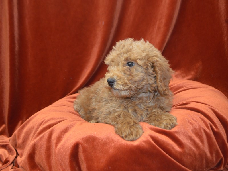 Miniature Poodle-Male-Red-4073188-Petland Dunwoody Puppies For Sale