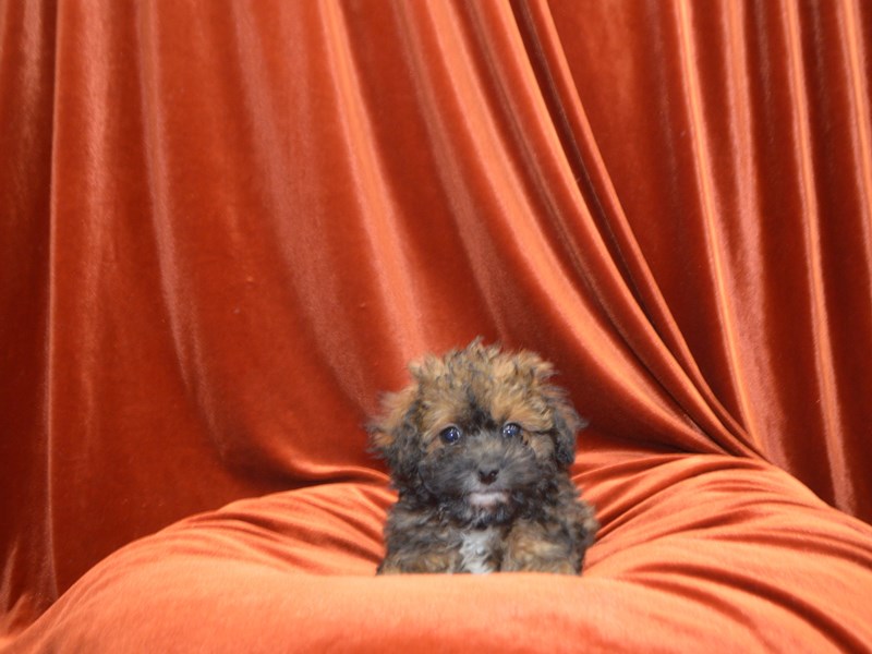 Doxie-Poo-Female-Brindle-4072199-Petland Dunwoody