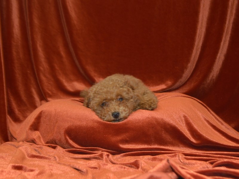 Miniature Poodle-Female-Red-4073187-Petland Dunwoody Puppies For Sale