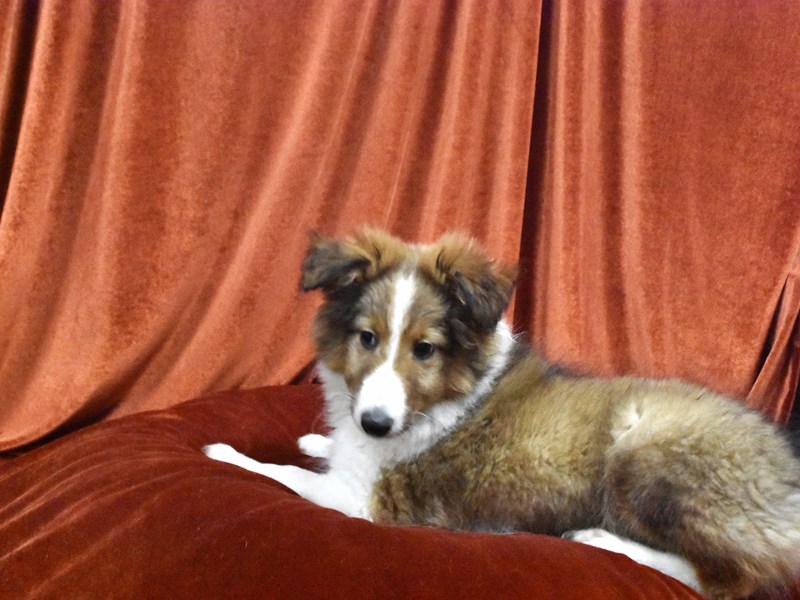 Shetland Sheepdog-Male-Sable and White-4060566-Petland Dunwoody