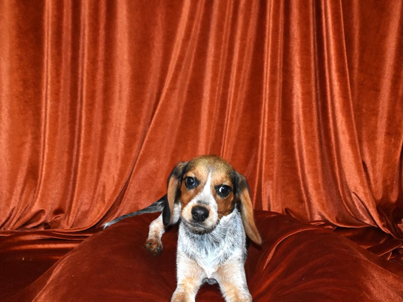 Beagle-Female--4051938-Petland Dunwoody Puppies For Sale