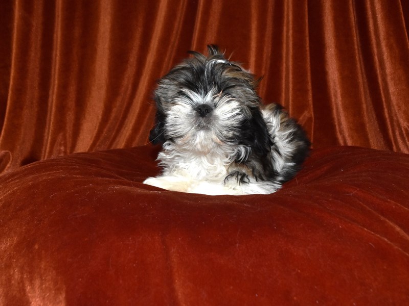 Shih Tzu-Female--4091242-Petland Dunwoody Puppies For Sale