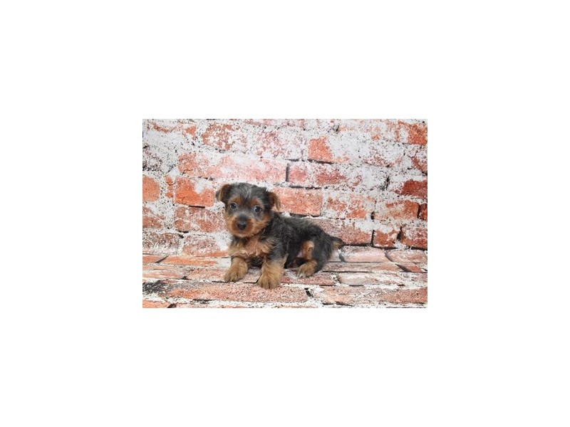 Yorkshire Terrier-Female-Blue and Tan-4099847-Petland Dunwoody