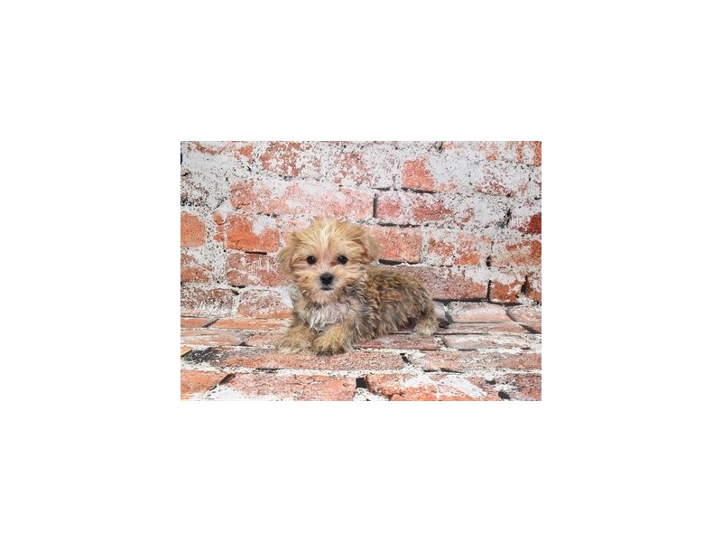 Morkie-Male-Gold-4099854-Petland Dunwoody