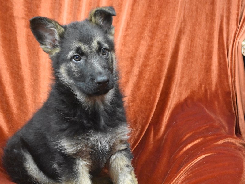 German Shepherd-Male-Black and Tan-4110649-Petland Dunwoody