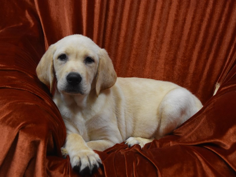 Labrador Retriever-Female--4110641-Petland Dunwoody