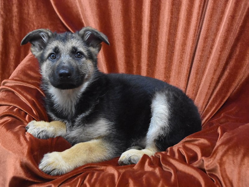 German Shepherd-Female-Black and Tan-4110653-Petland Dunwoody