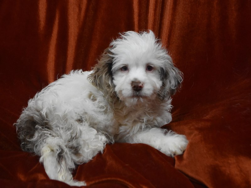 Cockalier-Male-White Merle-4110662-Petland Dunwoody Puppies For Sale
