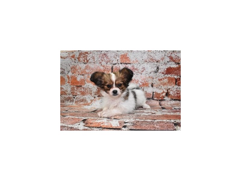 Papillon-Female-White and Sable-4119297-Petland Dunwoody Puppies For Sale
