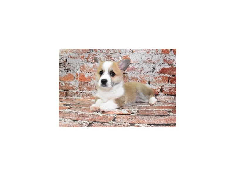 Pembroke Welsh Corgi-Male-Red-4119302-Petland Dunwoody