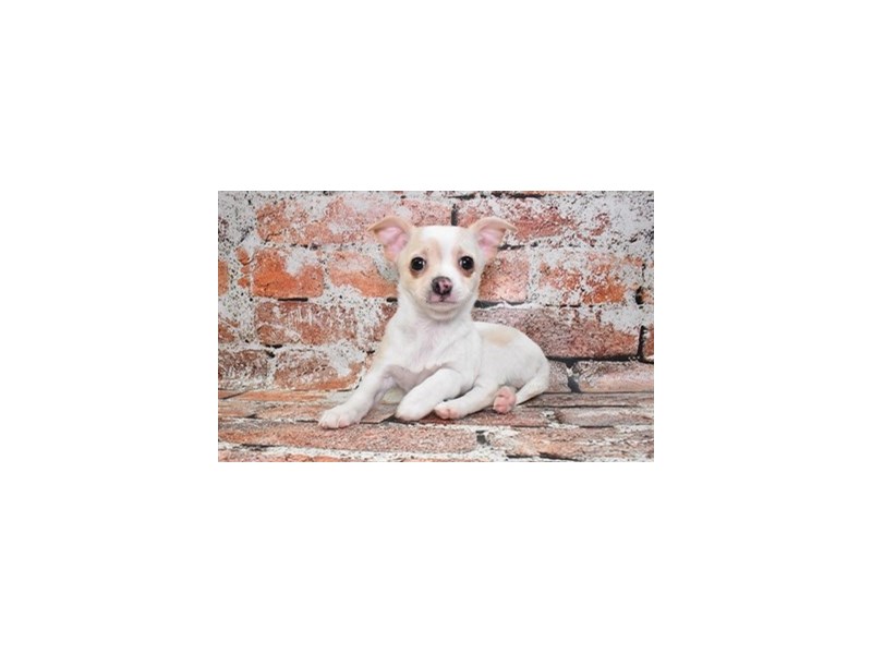 Chihuahua-Male-Cream and White-4119306-Petland Dunwoody