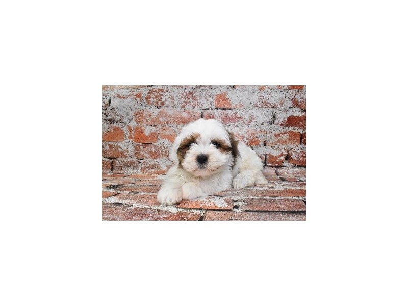 Lhasa Apso-Male-Red Gold-4119410-Petland Dunwoody