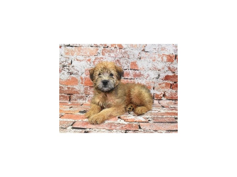 Soft Coated Wheaten Terrier-Female-Wheaten-4137941-Petland Dunwoody Puppies For Sale