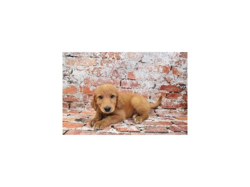 Goldendoodle 2nd Gen-Male-Red-4137960-Petland Dunwoody Puppies For Sale