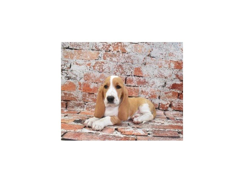 Basset Hound-Female-Red and White-4138155-Petland Dunwoody