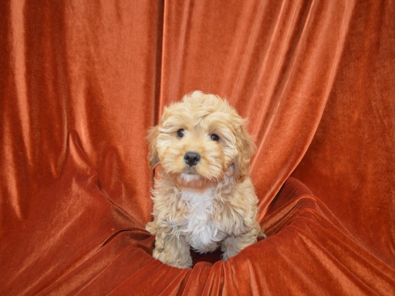 Cavachon-Male-Cream-4137831-Petland Dunwoody