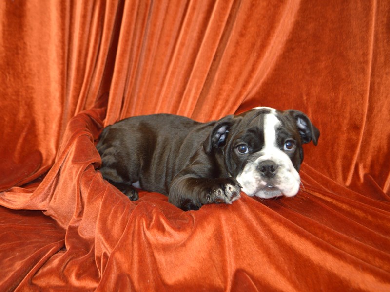 English Bulldog-Male-Black and White-4137848-Petland Dunwoody