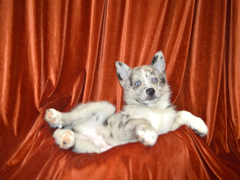 Pomski-Male-Blue Merle and White-4137866-Petland Dunwoody Puppies For Sale