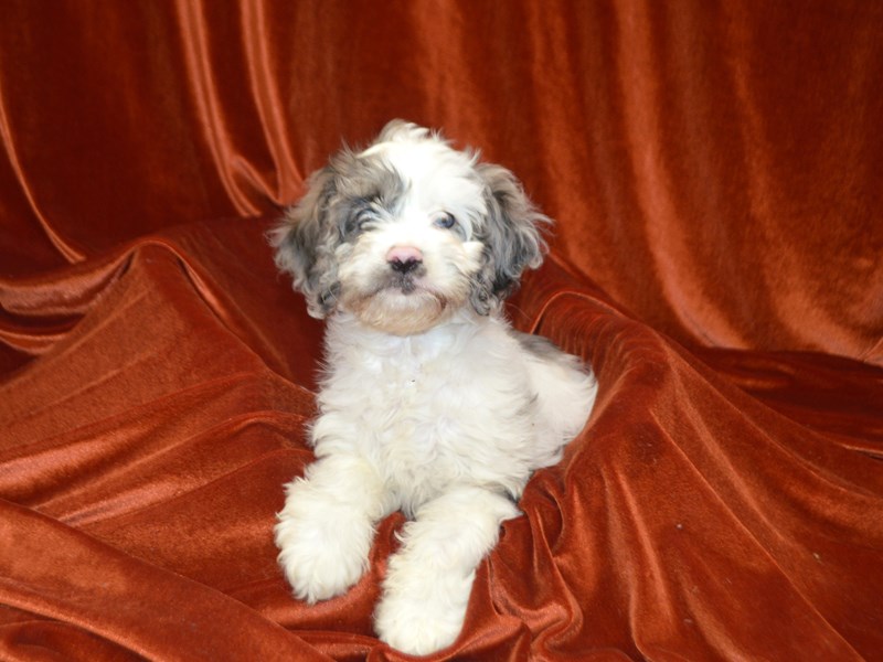Cockapoo-Female--4147975-Petland Dunwoody Puppies For Sale