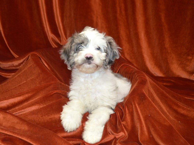 Cockapoo-Female--4147975-Petland Dunwoody