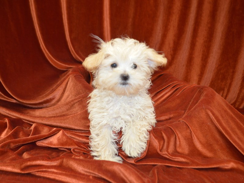 Maltipoo-Male-Cream-4148577-Petland Dunwoody Puppies For Sale