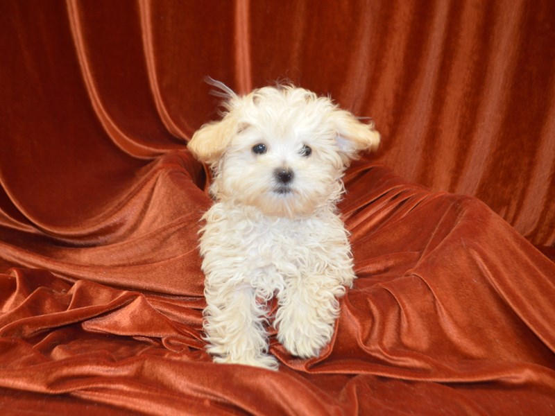 Maltipoo-Male-Cream-4148577-Petland Dunwoody