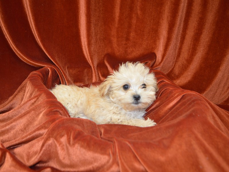 Maltipoo-Female-Cream-4148578-Petland Dunwoody Puppies For Sale
