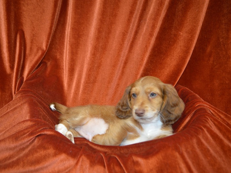 Dachshund-Male-Red-4138162-Petland Dunwoody