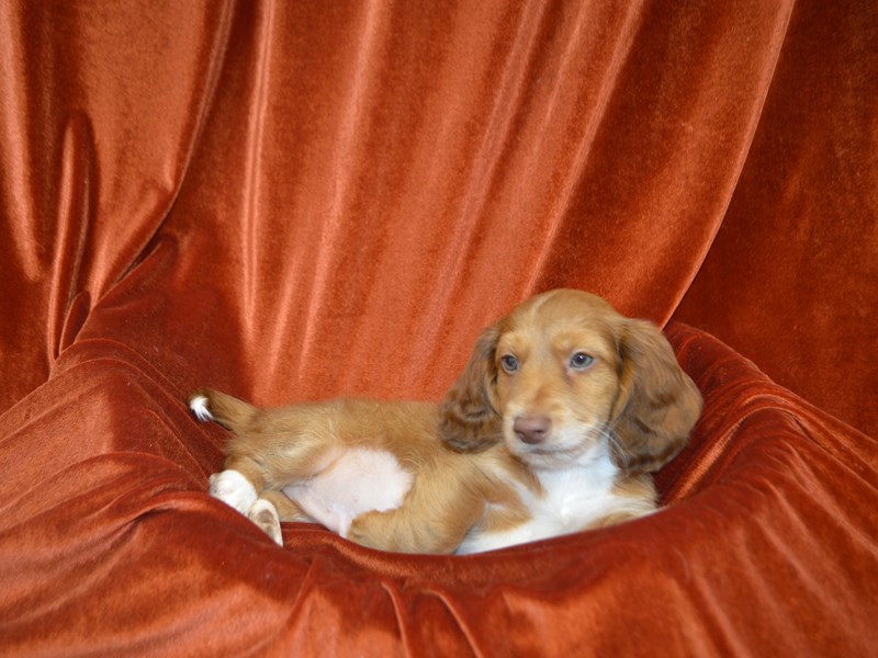 Dachshund-Male-Red-4138162-Petland Dunwoody