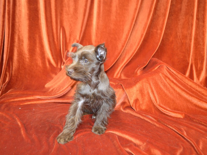 Miniature Schnauzer-Female-Chocolate-4137900-Petland Dunwoody