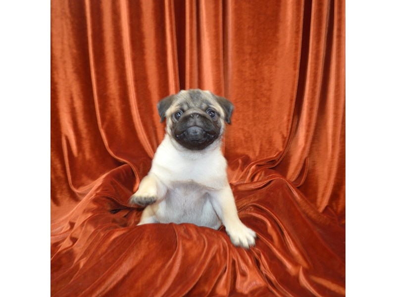 Pug-Male-Fawn-4110679-Petland Dunwoody