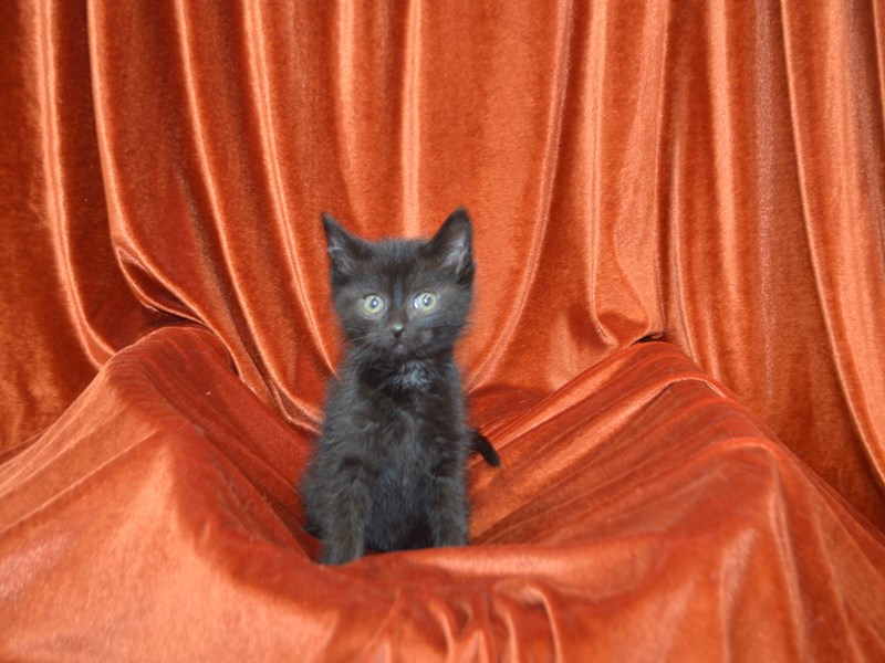Domestic Short Hair-Male-Black-4148593-Petland Dunwoody
