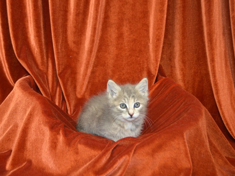 Domestic Short Hair-Female-Grey Tabby-4148594-Petland Dunwoody