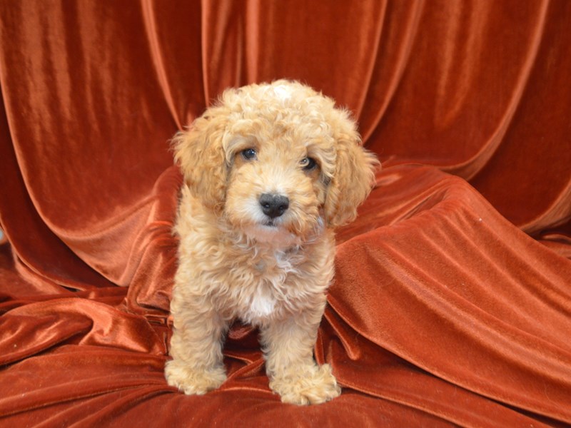 F1 B Mini Goldendoodle-Male--4147988-Petland Dunwoody