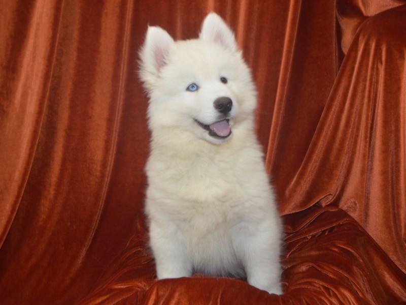 Siberian Husky-Male-White-4154469-Petland Dunwoody