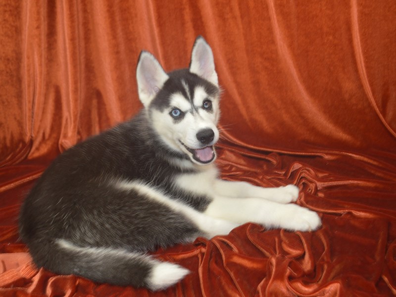 Siberian Husky-Female-Black and White-4154513-Petland Dunwoody