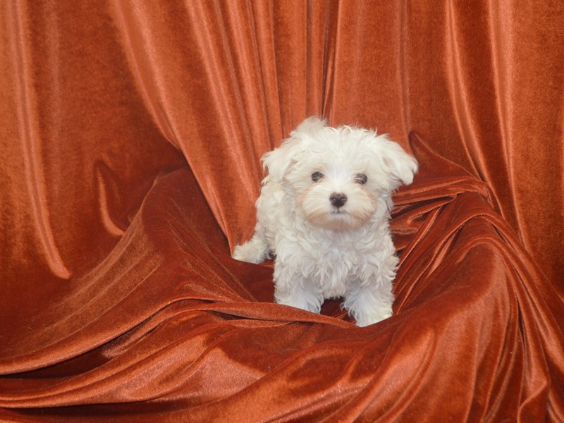 Maltese-Male-White-4154477-Petland Dunwoody